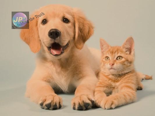 तलाक के वक्त किसे मिलेगी पालतू जानवर की कस्टडी, स्पेन ने बनाया नया कानून- 1 pet animal